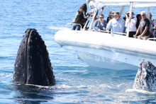 Managing the Largest Humpback Whale Photo Database in Australia - Pacific Whale Foundation Eco-Tours