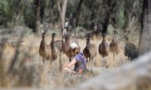 Exploring the Impacts of Climate Change at Mungo National Park - Echidna Walkabout Nature Tours
