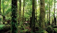 Exploring Tasmania’s Botanic Riches - Premier Travel Tasmania