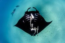 Tracking Manta Rays - Exmouth Dive & Whalesharks Ningaloo