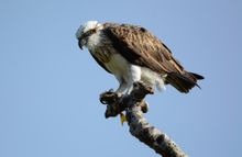 Tracking Osprey on the Eyre Peninsula - Australian Coastal Safaris