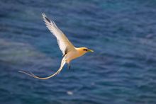 Researching Christmas Island’s Endemic Birds - Indian Ocean Experiences