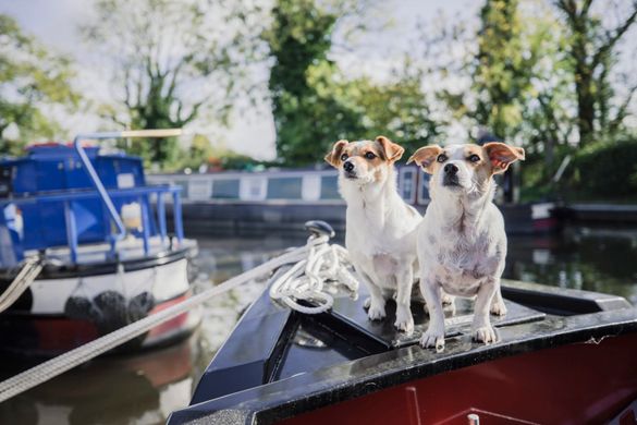 PetsPyjamas Launches  Boating Holidays and Road Trips for Four-Legged Adventurers
