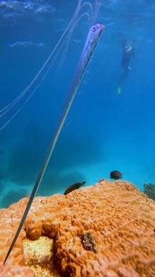 Juvenile oarfish on Opal Reef, Great Barrier Reef