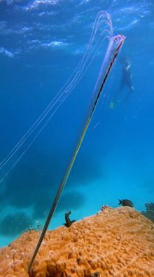 Juvenile oarfish on Opal Reef, Great Barrier Reef