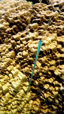 Juvenile oarfish on Opal Reef, Great Barrier Reef