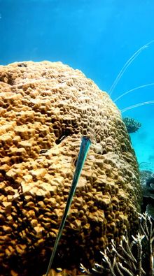 Juvenile oarfish on Opal Reef, Great Barrier Reef