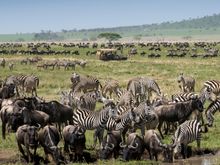 Great wildebeest mirgration at One Nature Nyaruswiga 