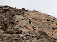 Snow leopard in Upper Dolpo (Nepal)