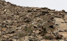 Snow leopard in Upper Dolpo (Nepal)