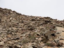 Snow leopard in Upper Dolpo (Nepal)