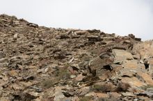 Snow leopard in Upper Dolpo (Nepal)