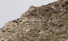 Snow leopard in Upper Dolpo (Nepal)