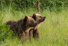 Grizzly Bears in Jasper