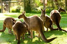 Healesville Sanctuary