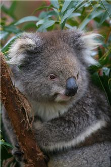 Healesville Sanctuary