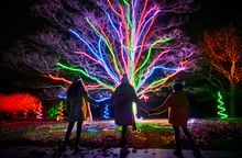 Neon tree