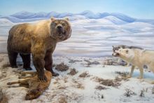 Beringia Interpretive Centre, Yukon Territory, Canada