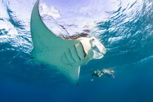 Lady Elliot Island