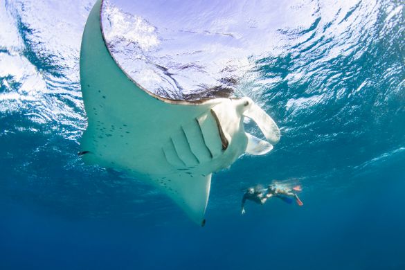Lady Elliot Island