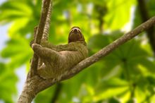 Sloth
