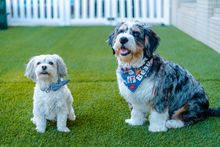 Hotel Nikko San Francisco's Canine Operating Officer Buster and Pawblic Relations Manager Beau.