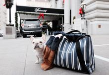 Fairmont San Francisco offers pet-friendly in-room dining menu items.