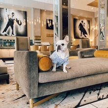 Staypineapple, An Elegant Hotel Union Square,  caters to all dogs, and its “Pineapple Pup Package” saves 50% on the daily pet fee when booked directly through the hotel.