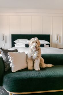 The Kimpton Alton in Fisherman's Wharf provides doggie perks like accommodations with no pet fee or size or breed requirements.