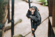 Chimp at Rockhampton Zoo