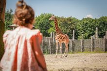 Marwell Zoo Giraffe 
