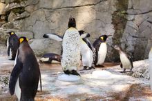 A moulting king penguin cools down during the hot weather