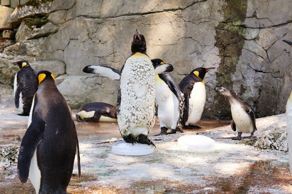 A moulting king penguin cools down during the hot weather