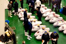 Toyosu Fish Market Tuna Auction 