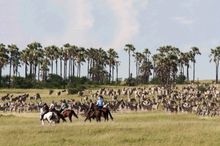 Horse safaris at Jack's Camp
