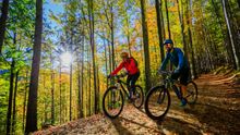 Find Your Freedom in the Forest of Dean
