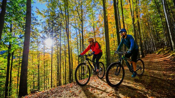 Find Your Freedom in the Forest of Dean Find Your Freedom in the Forest of Dean