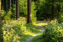 Thuringian Forest: Rennsteig hiking trail