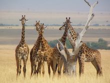 Giraffe in Masai Mara, Kenya