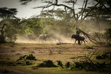 Wilderbeest Migration Masai Mara, Kenya