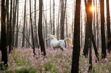 View the effects of climate change close up, Siwash Lake Luxury Guest Ranch, British Columbia