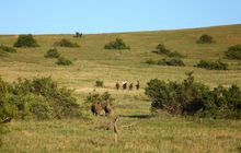 Viewing the wildlife on horseback in the Borana Conservancy, Borana Lodge, Kenya