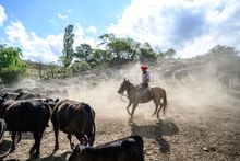 Gaucho roping cattle, Argentina's Estancia Los Potreros, Cordoba