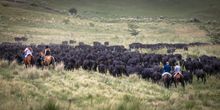Herding the Aberdeen Angus cattle, Argentina's Estancia Los Potreros, Cordoba
