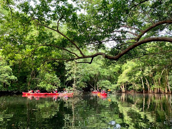 Green Singapore Factsheet - Kayakasia Green Singapore Factsheet - Kayakasia