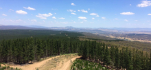 Kowen Pine Forest