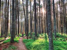 A mountain biker rides through the Enchanted Forest Trail at Carvins Cove Natural Reserve in Roanoke, VA.