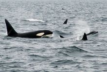 A pod of Orca off the Orkneys