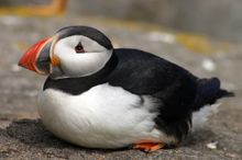 Atlantic puffin