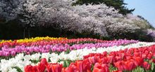 Flower Park 3